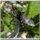 Sarcophaga carnaria - Fleischfliege 03.jpg